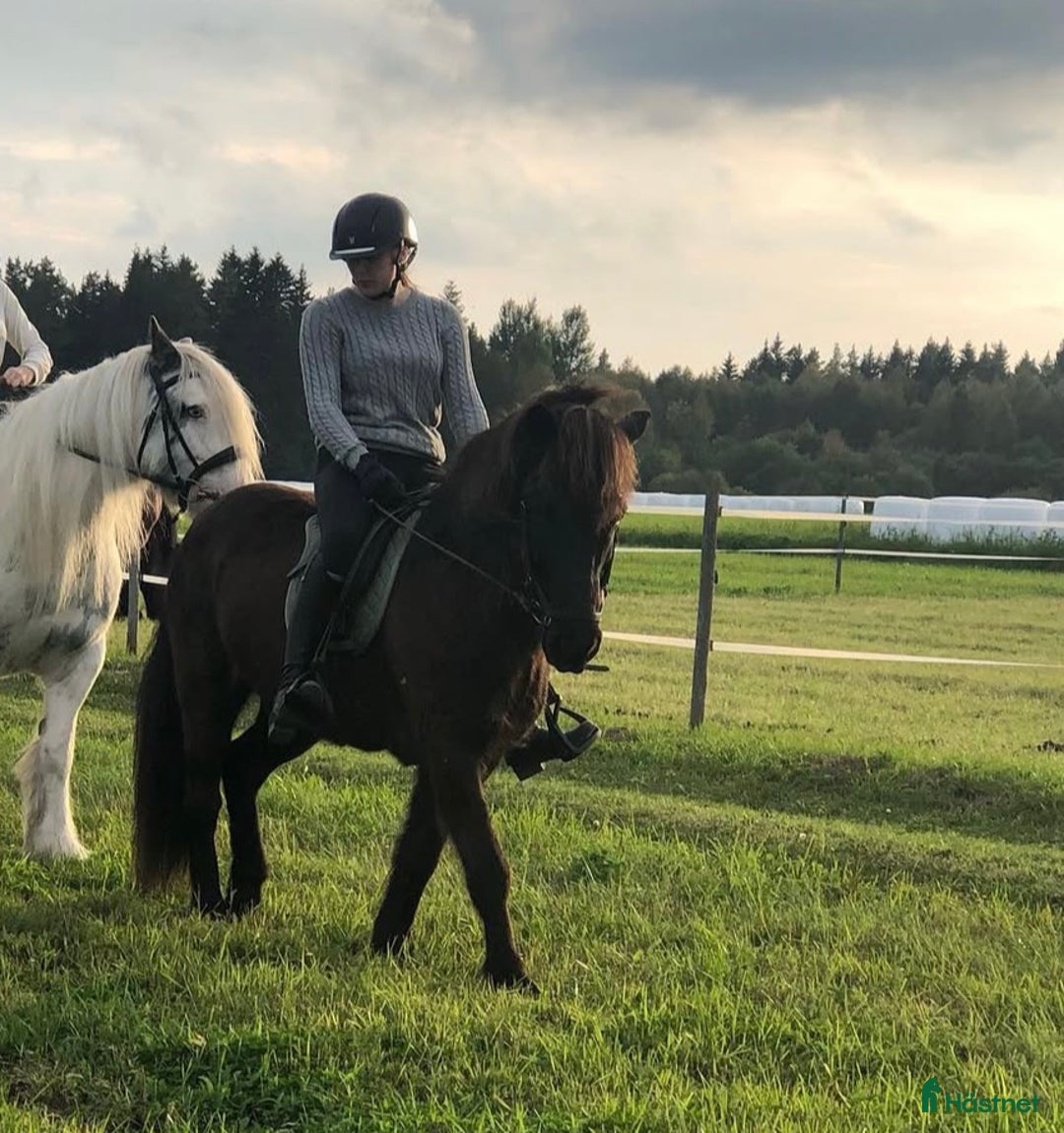 Allround hästar till salu: Islands valack  i Äppelbo - Annons 5