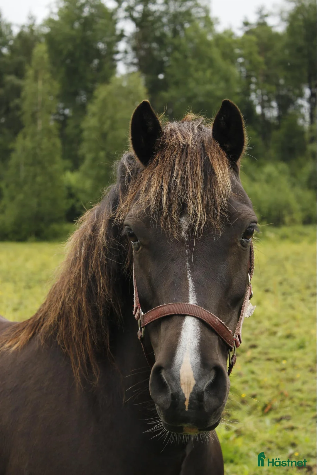Allround hästar till salu: Fin B-ponny för rutinerad ryttare - Annons 2