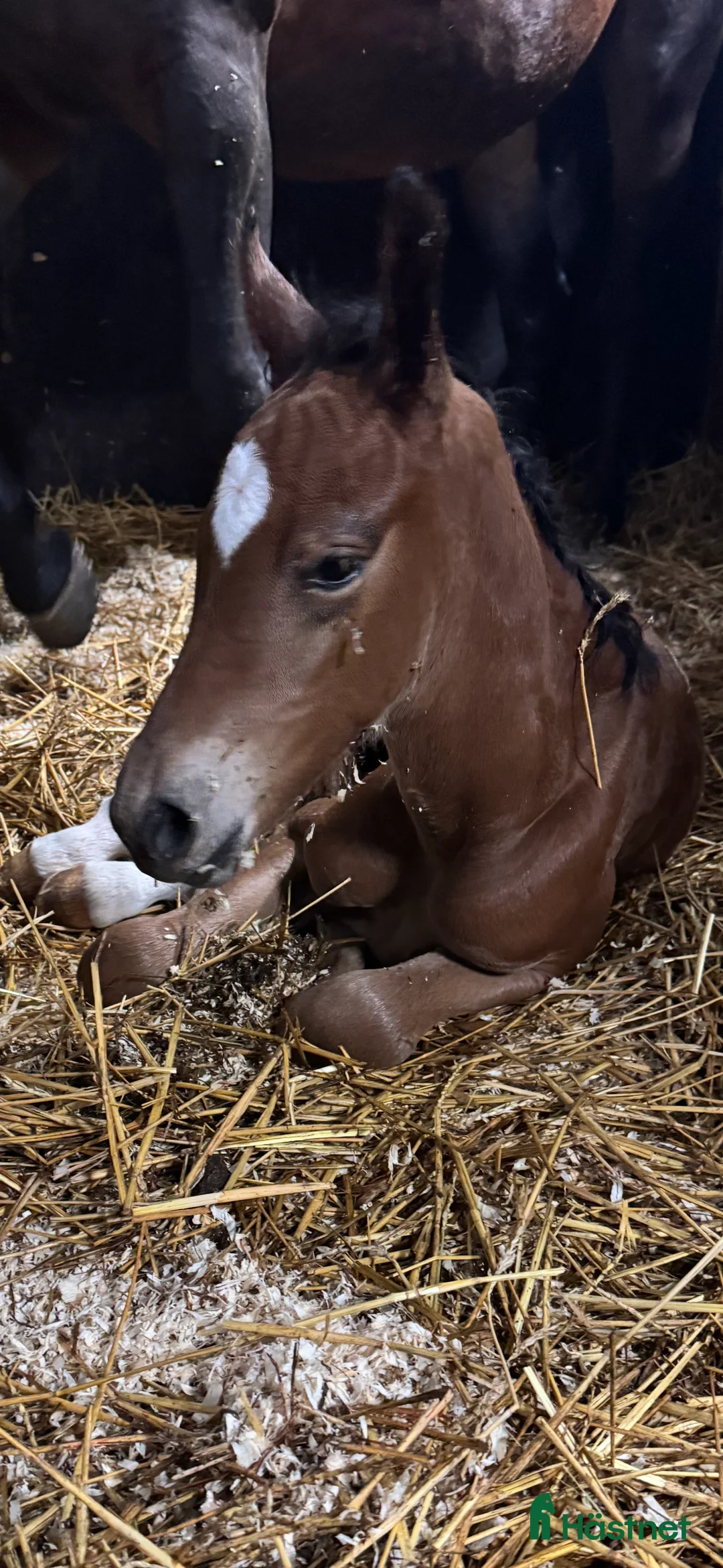 Allround hästar till salu: Swb hingst e. Cornettino Ask  - Annons 8