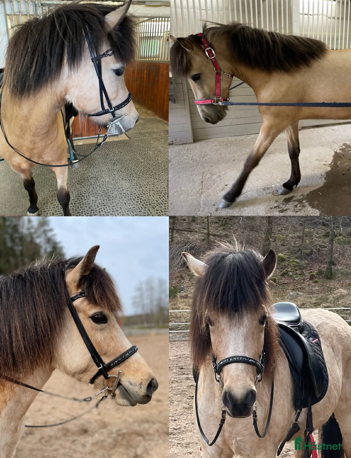  hästar Trevlig unghäst med mycket att ge! - Annons 2