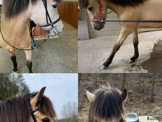 hästar Trevlig unghäst med mycket att ge! - Annons 2