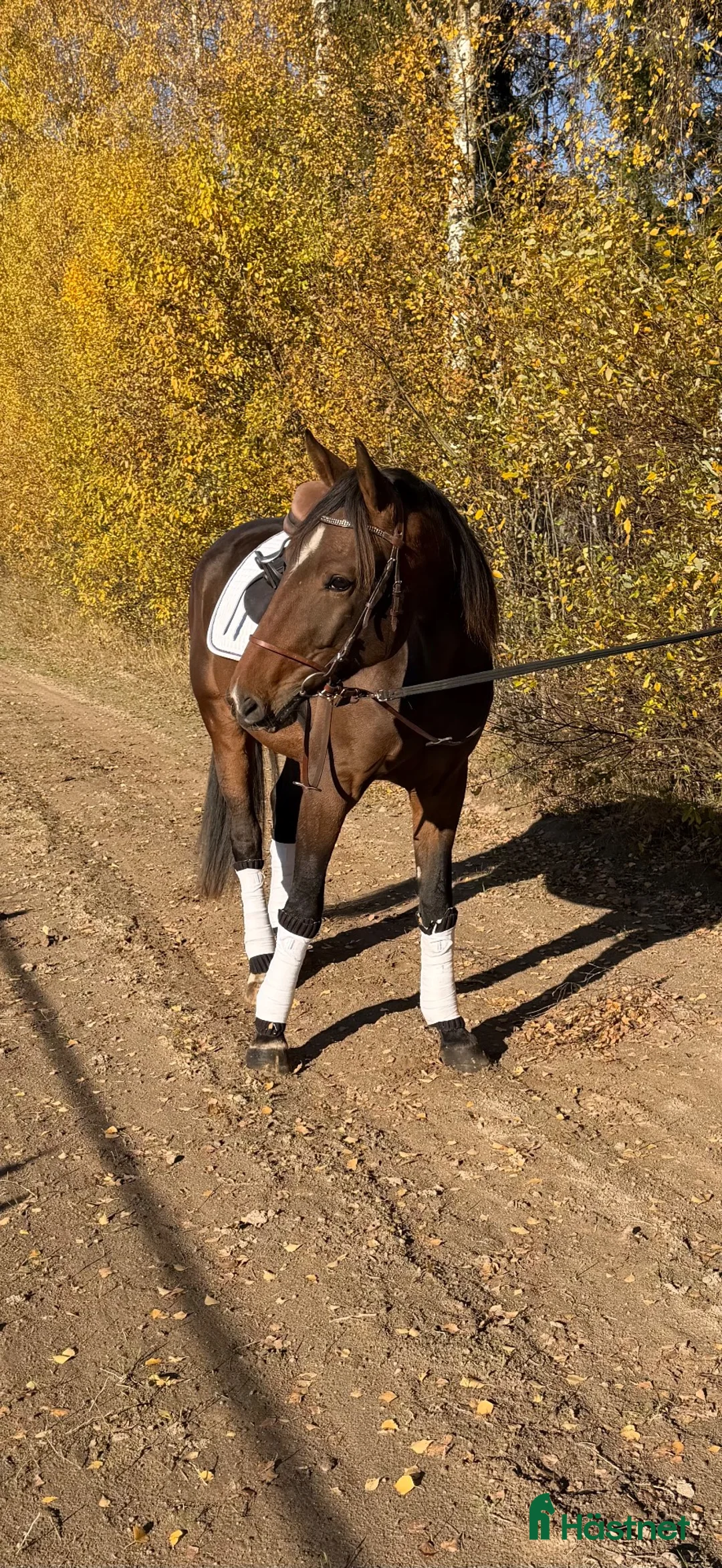 Allround hästar till salu: Fynd! i Katrineholm - Annons 2