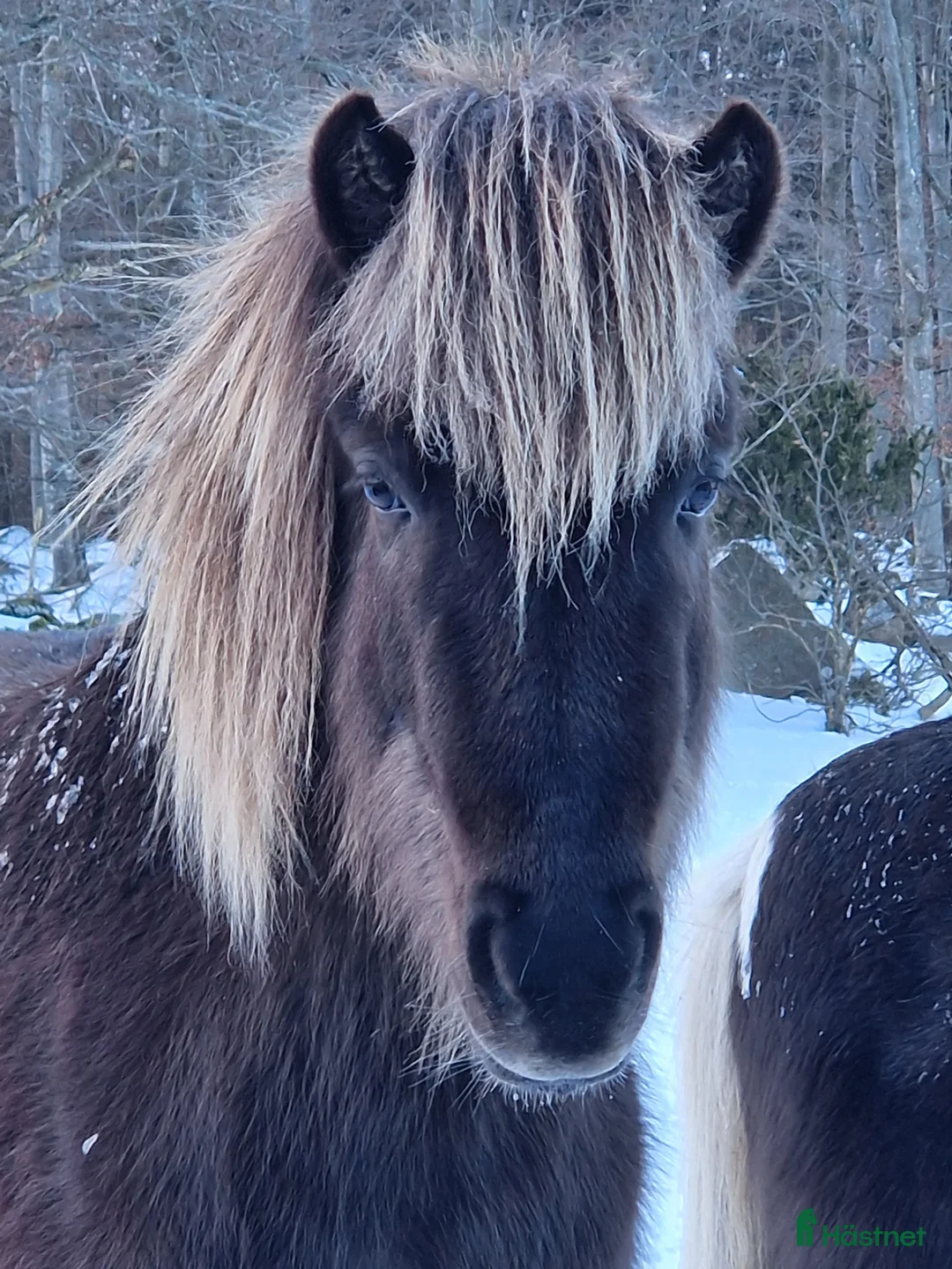Island hästar till salu: Fint sto född 2023 - Annons 1