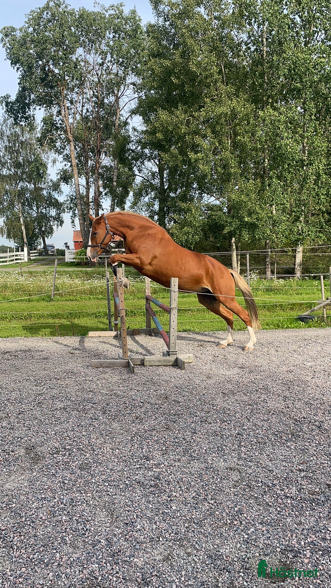 Övrigt hästar till salu: Fantastiskt dräktigt sto för avel och sällskap i Söderköping - Annons 3