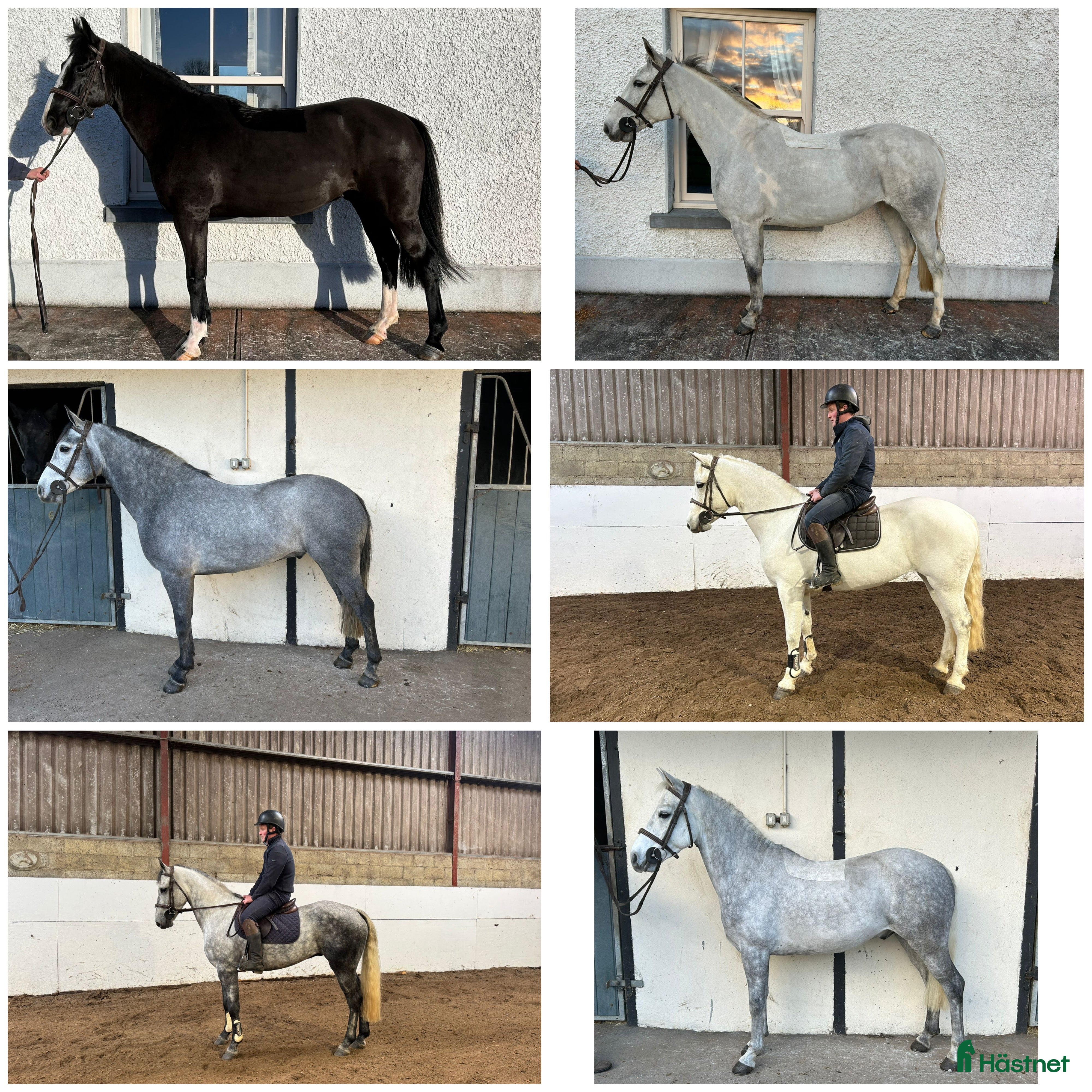  hästar Alrounder/ Club Ponies i Vrigstad - Annons 2