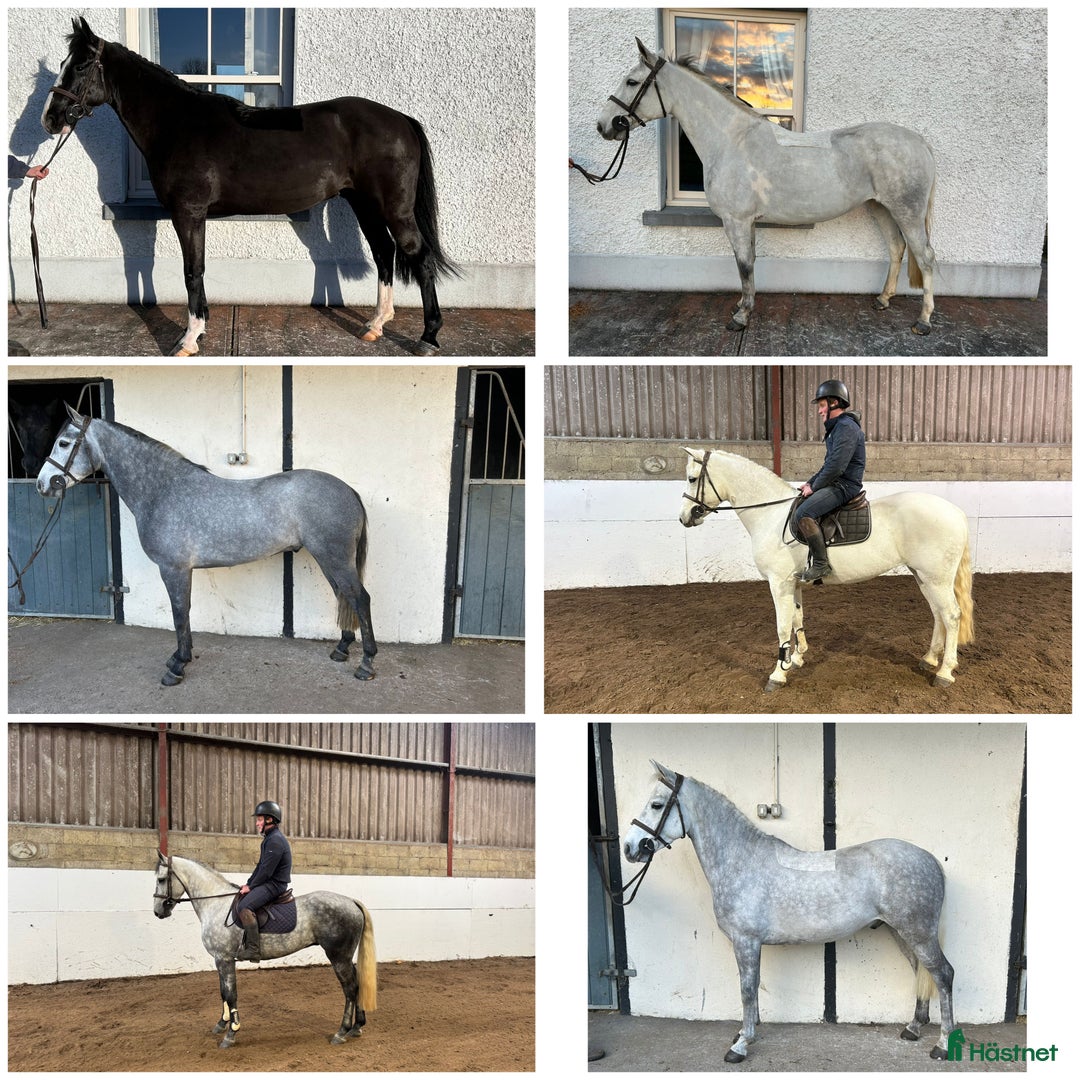 Allround hästar till salu: Alrounder/ Club Ponies i Vrigstad - Annons 1