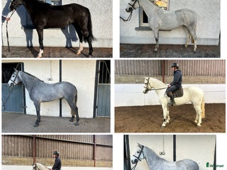 Allround hästar till salu: Alrounder/ Club Ponies i Vrigstad - Annons 2