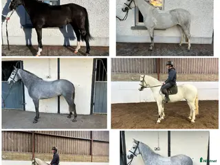 hästar Alrounder/ Club Ponies i Vrigstad - Annons 9