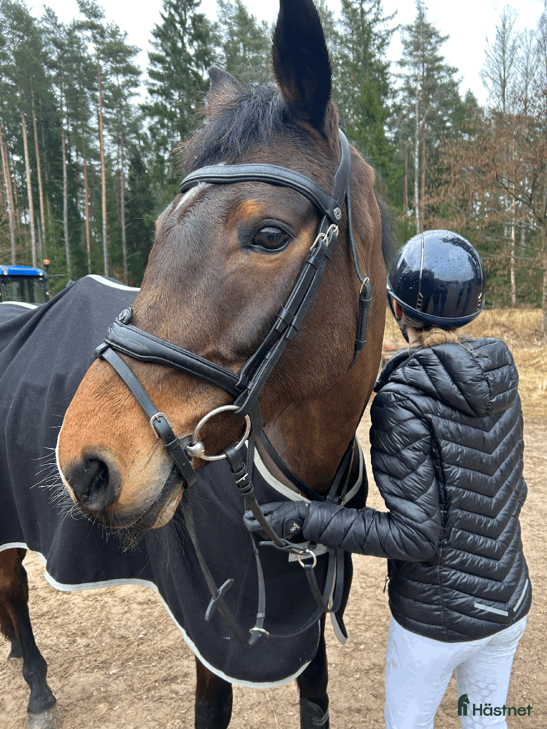 Hoppning hästar till salu: Fantastisk hopphäst – arbetsvillig och modig! i Lidköping - Bild 4
