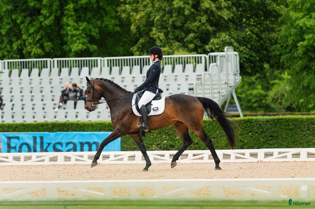 Allround hästar till salu: Dubbeltalang i Handen - Annons 1