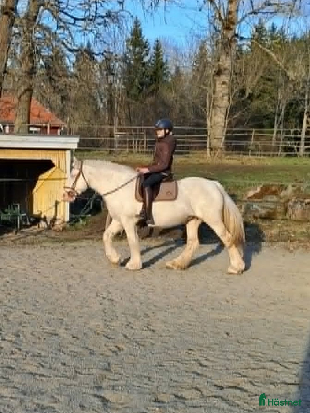 Allround hästar till salu: Trevlig familjeponny i Karlholmsbruk - Annons 2