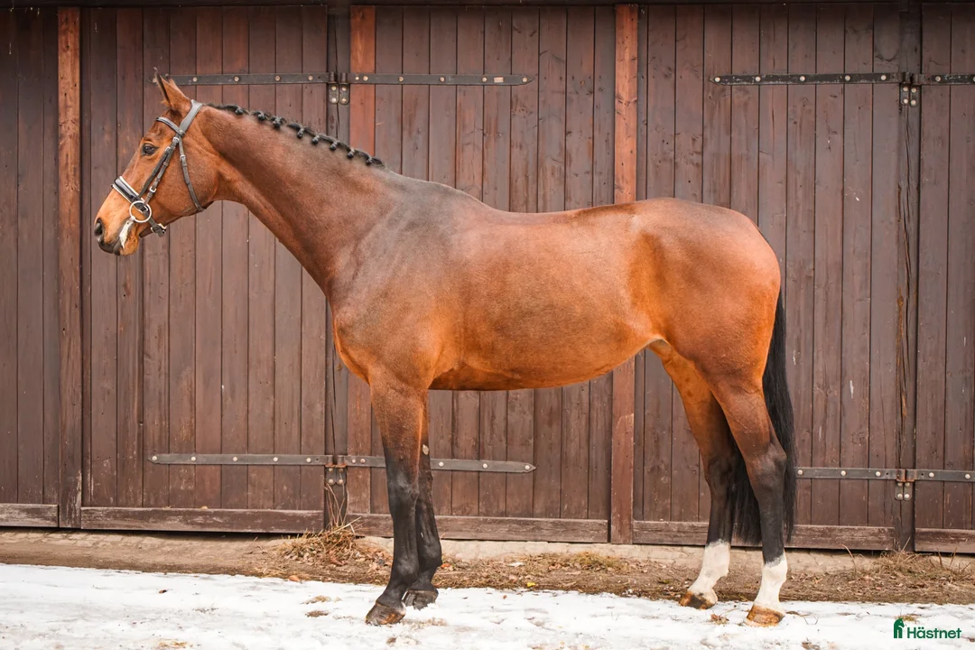 Hoppning hästar till salu: Professor horse! Jumping and dressage mare! i Ystad - Annons 3