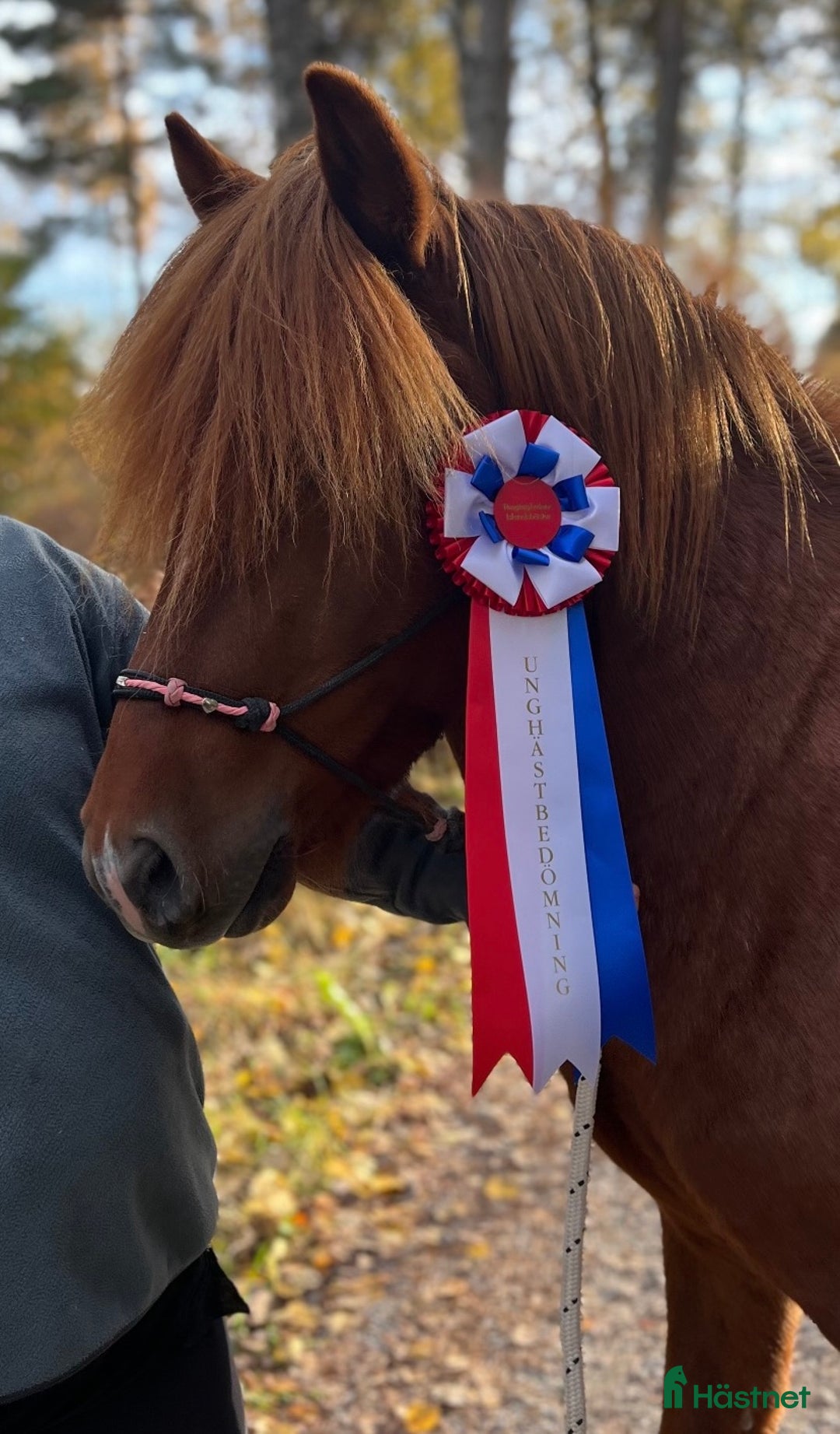 Island hästar till salu: Vacker hingst  i Skinnskatteberg - Annons 4