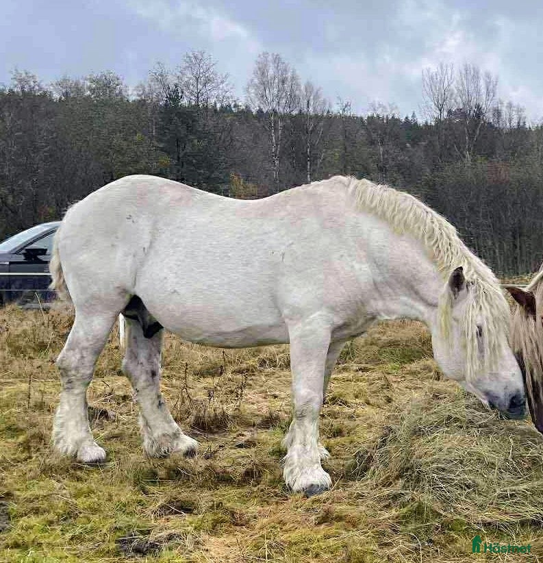 hästar Godkänd ardenner hingst med extremt ovanlig färg i Torsås - Annons 19