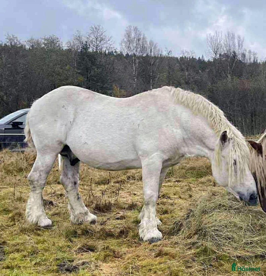 Övrigt hästar till salu: Godkänd ardenner hingst med extremt ovanlig färg i Torsås - Annons 1