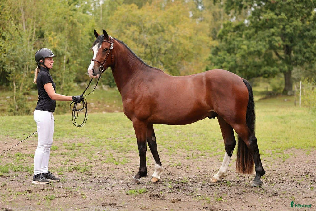  hästar 3-årig hopptalang med bra gångarter!  i Hjo - Annons 15