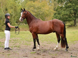 Allround hästar till salu: 3-årig hopptalang med bra gångarter! i Hjo - Annons 1