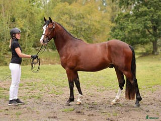hästar 3-årig hopptalang med bra gångarter! i Hjo - Annons 7