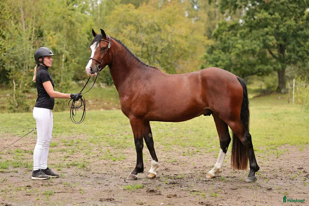 Allround hästar till salu: 3-årig hopptalang med bra gångarter!  i Hjo - Annons 1