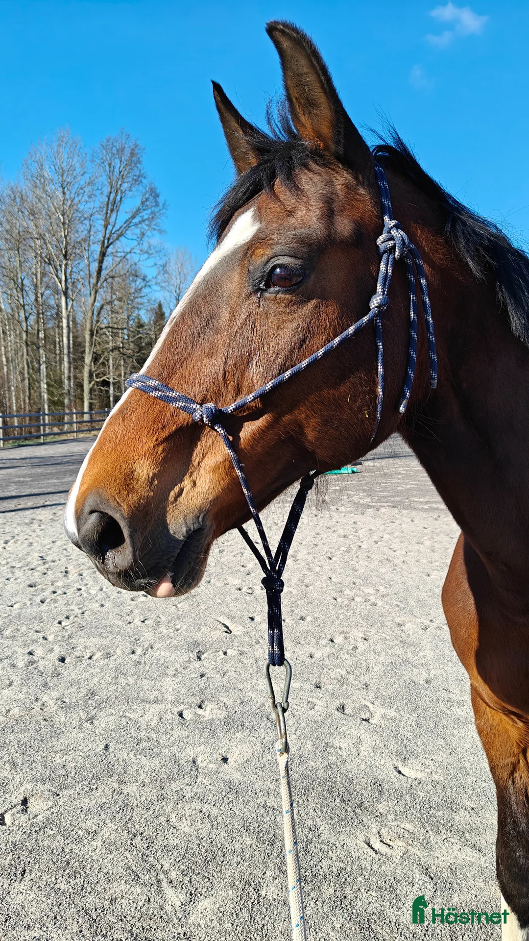 Allround hästar till salu: Sött sto - Annons 1