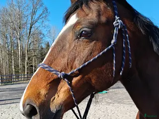 hästar Sött sto - Annons 3