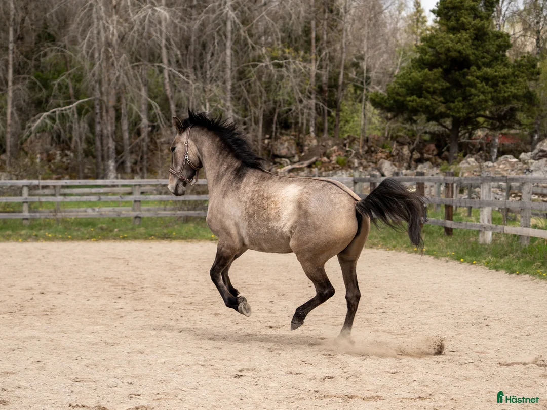 Working Equitation hästar till salu: Lovande 3-årigt sto med fantastiskt temperament i Uppsala - Annons 4