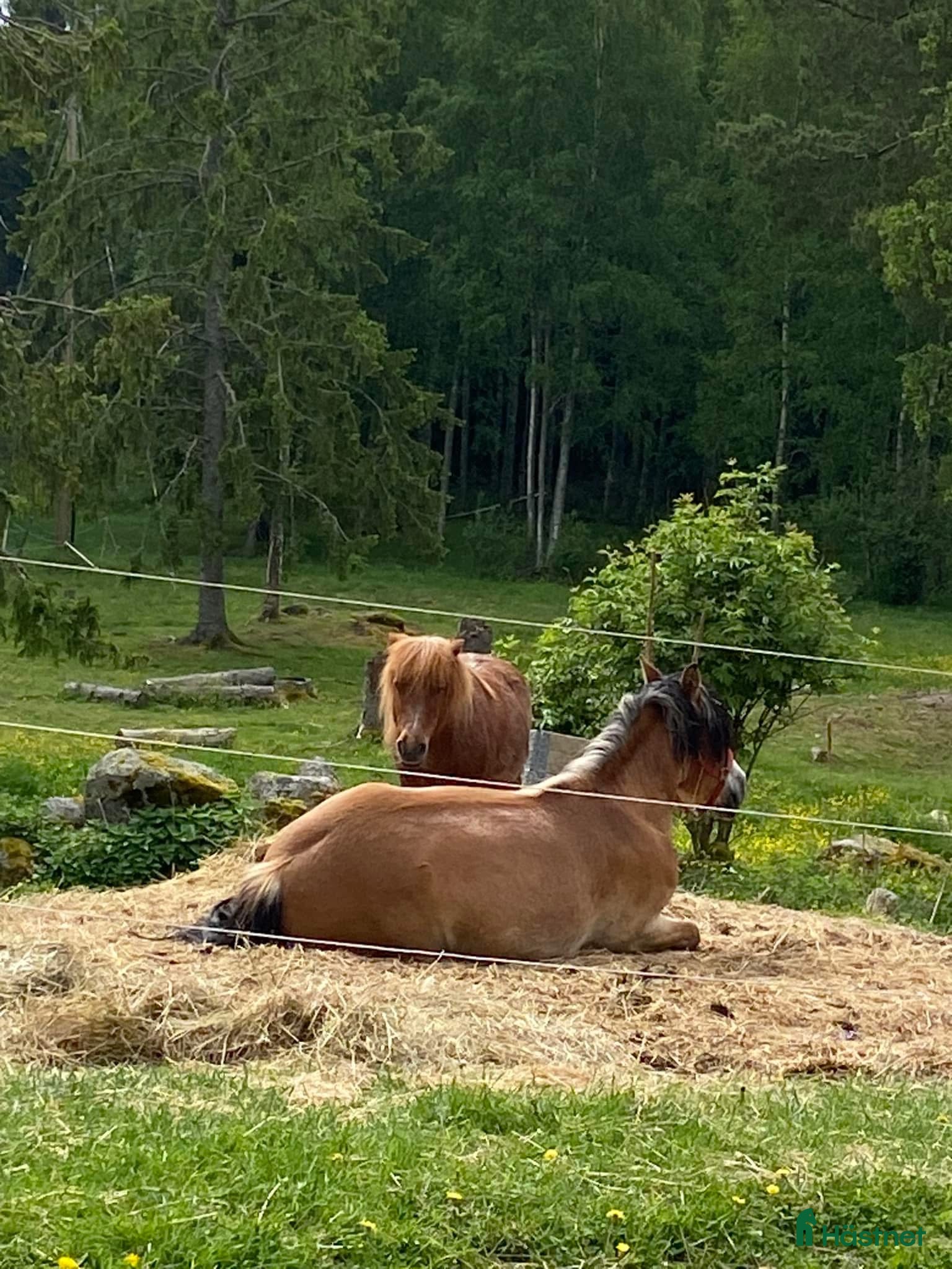  hästar Söker körponny/ ponnys sto el valack - Annons 1