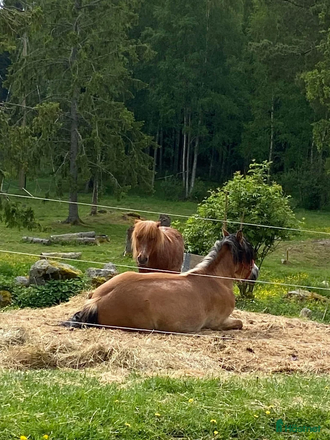 Körning hästar sökes: Söker körponny/ ponnys sto el valack i Kristinehamn - Annons 1