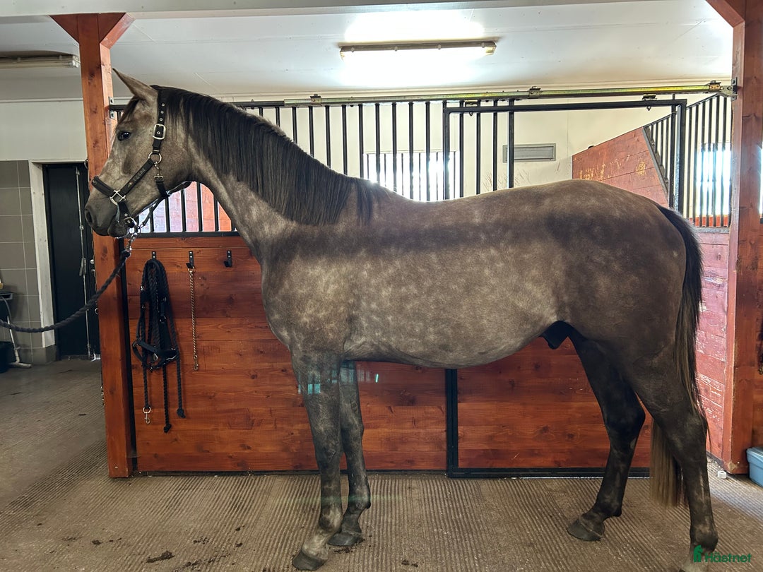 Hoppning hästar till salu: Framtidsämne  i Sävsjö - Annons 1