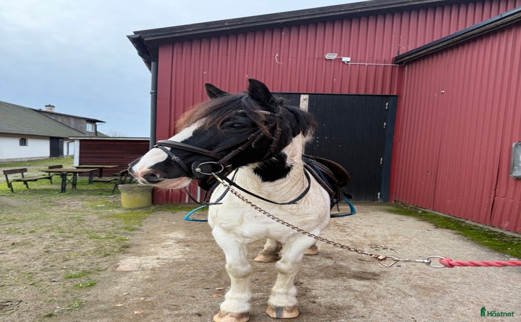  hästar i Saxtorp - Annons 3