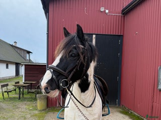 hästar i Saxtorp - Annons 1