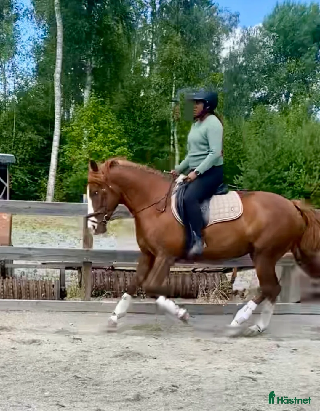 Allround hästar till salu: Söker 5 ⭐️igt hem till finaste Sally i Läckeby - Annons 2