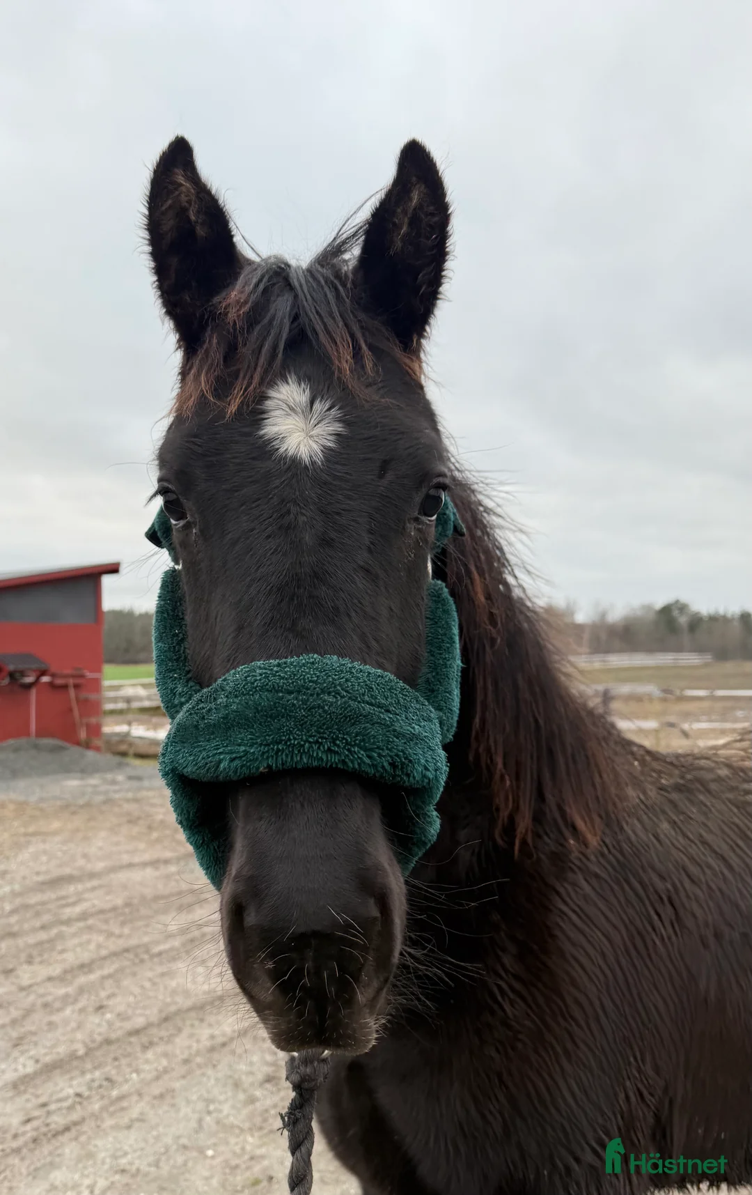 Dressyr hästar till salu: Tillfälle! Elegant skyline avkomma till bra pris - Annons 3