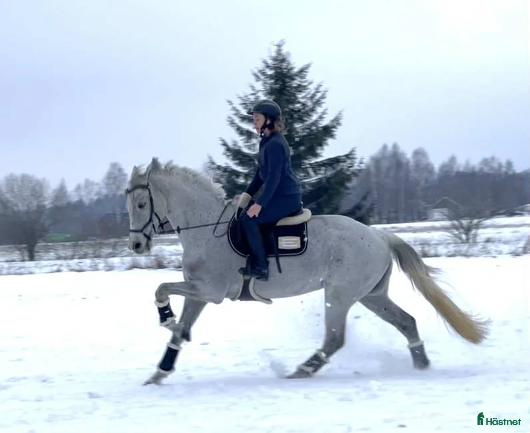 Allround hästar till salu: Hopphäst med mycket trevliga gångarter i Sala - Annons 4