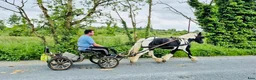 Allround hästar till salu: Bombproof Ride & Drive pony - Annons 17