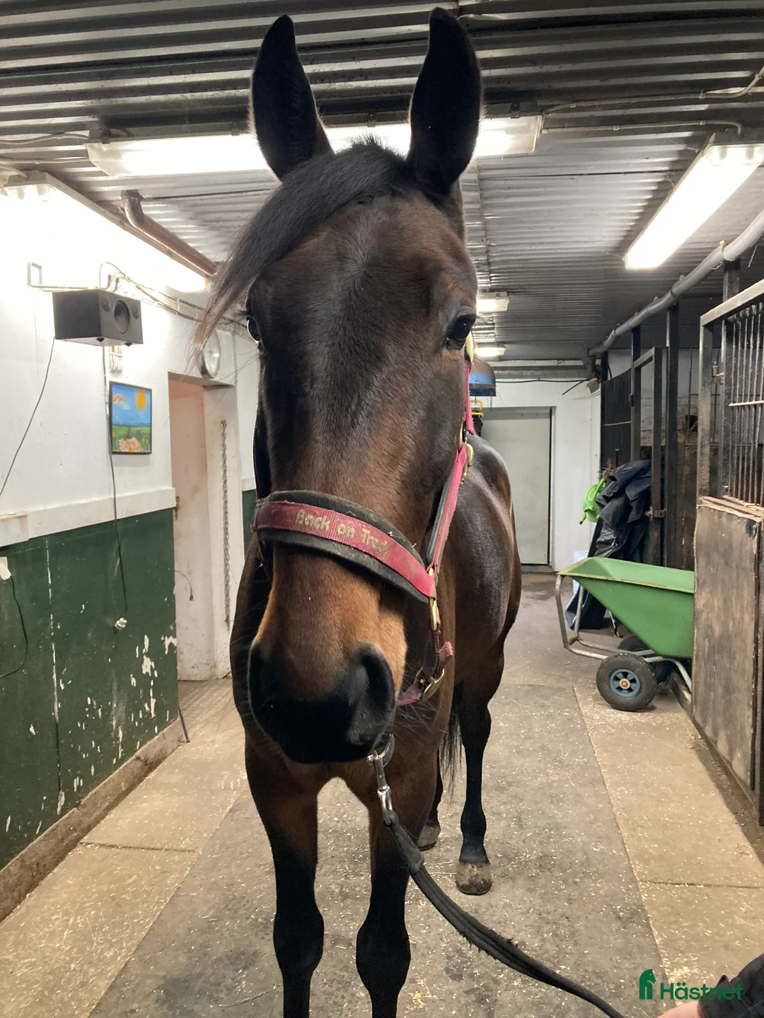 Trav hästar till salu: Stor fin travare - Annons 2