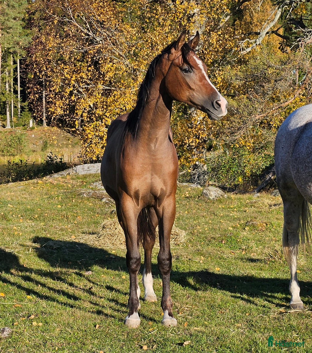 Allround hästar till salu: Stor skm valack med framåtanda. STORA rörelser!! i Tystberga - Annons 1