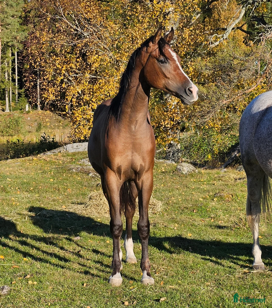 Allround hästar till salu: Stor skm valack med framåtanda. STORA rörelser!! i Tystberga - Annons 1