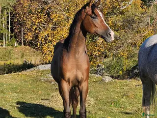 hästar Stor skm valack med framåtanda. STORA rörelser!! i Tystberga - Annons 12