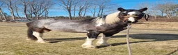 Allround hästar till salu: Quarter/Irish Cob Sagohäst! - Annons 6
