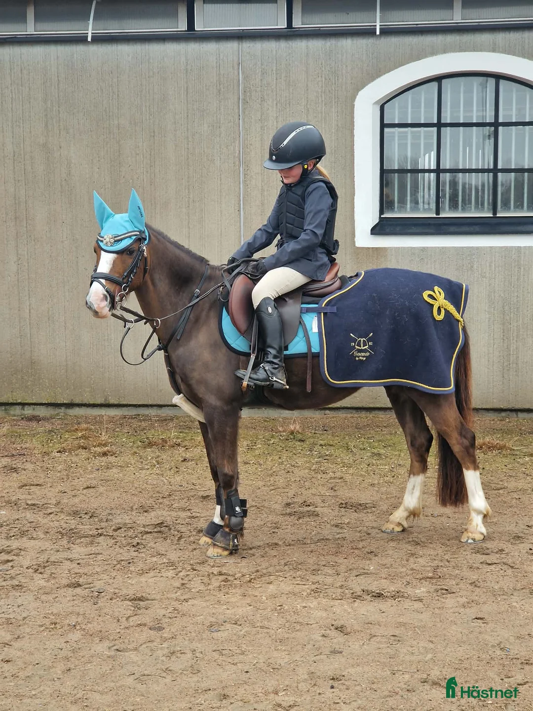 Hoppning hästar till salu: Sockersöt ponny - Annons 1