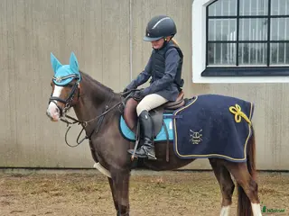 hästar Sockersöt ponny - Annons 1