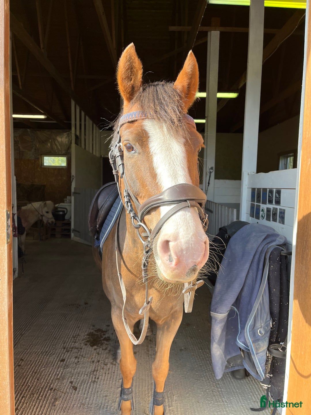 Hoppning hästar till salu: Fantastisk C-ponny 🌟 i Västerfärnebo - Annons 2
