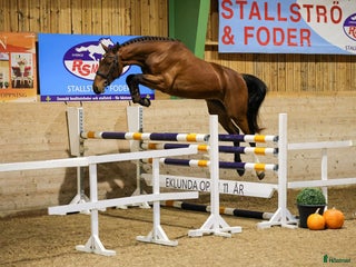 hästar Hopptalang med många plus! i Östansjö - Annons 1