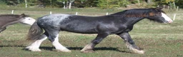 Allround hästar till salu: Irish Cob valack - Annons 3