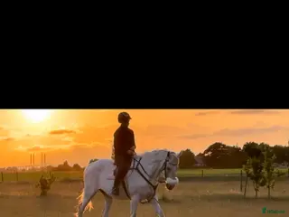 hästar Finaste stoet säker fodervärd/köp - Annons 18