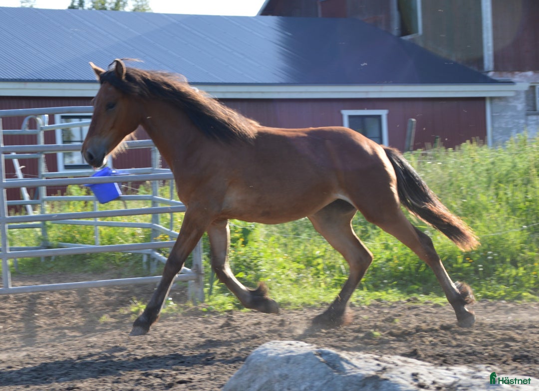 Trav hästar till salu: Välstammad avelschansad ett åring i Bergsjö - Bild 4