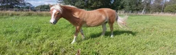 Allround hästar till salu: Trevligt och lätthanterligt gotlandsruss  - Annons 1