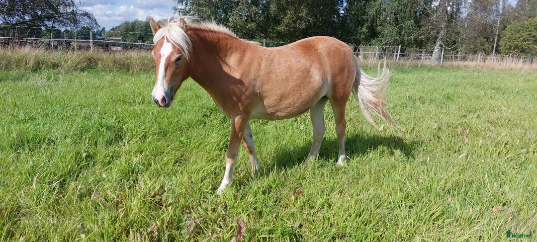 Allround hästar till salu: Trevligt och lätthanterligt gotlandsruss  - Annons 1