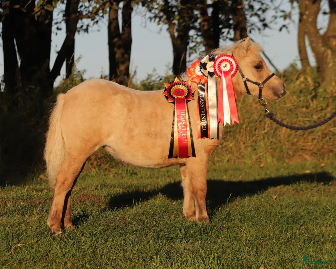 Allround hästar till salu: Palomino shetlandsponyhoppe - Annons 2